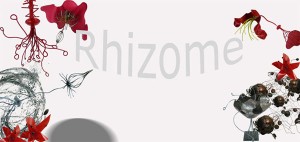 Rhizome