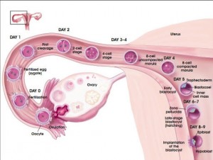 Fallopian tube