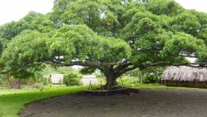 Arbre à Palabres