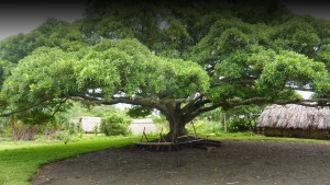 Arbre à Palabres