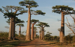 Afrique