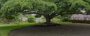 Arbre à Palabres