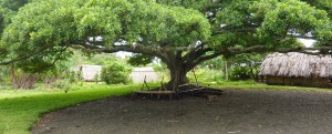 Arbre à Palabres